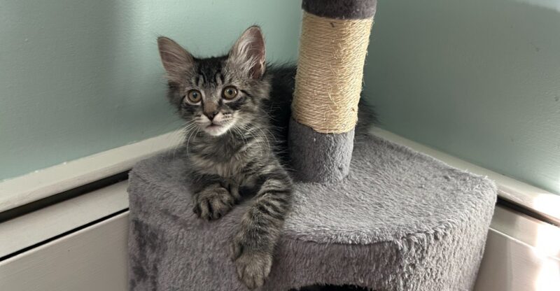 This Connecticut Sanctuary Has Given Countless Cats A Second Chance After Being Rescued From Desperate Circumstances