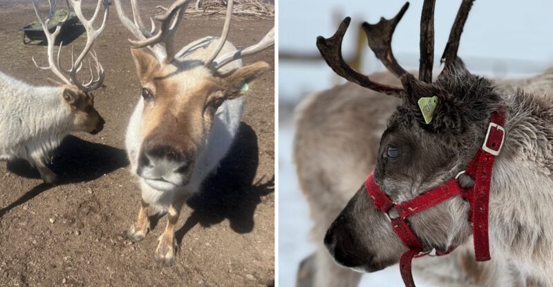 Santa’s Reindeer Have Nothing On The Friendly Herd At This Idaho Farm