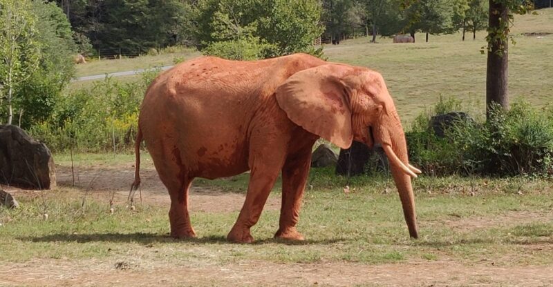 North Carolina Hides A 40-Acre African Wildlife Paradise Where Giant Elephants Roam