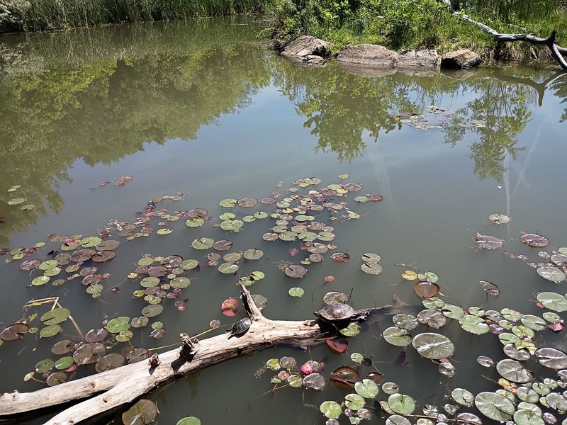 Turtles, Geese, And Quiet Ponds Fill This Peaceful Idaho Park All Year