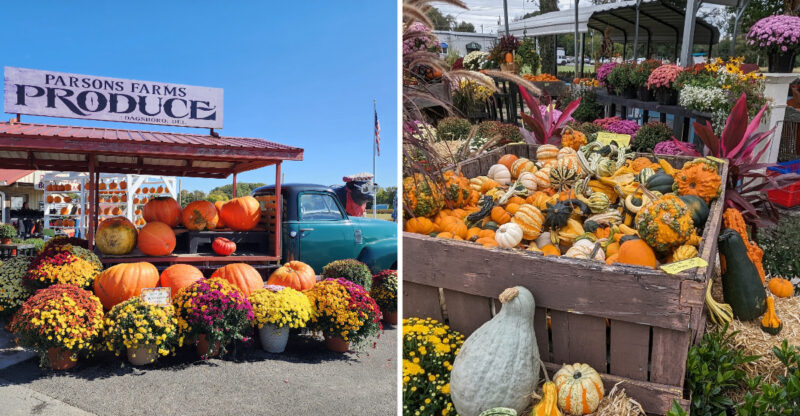 10 Delaware Pumpkin Patches Where October Weekends Feel Like A Storybook
