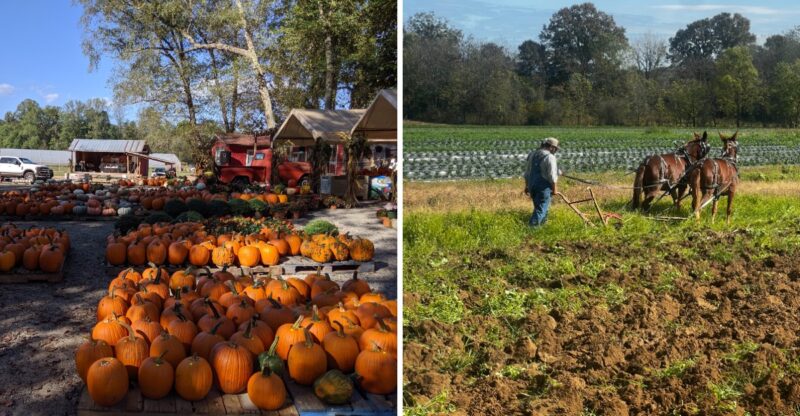 This Free North Carolina Fall Festival Brings Back Old Fashioned Plowing And Appalachian Clogging For One Weekend