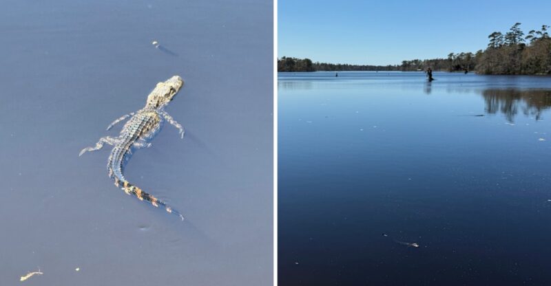 This Hidden North Carolina Pond Is Crawling With Alligators, And It’s Scarier Than You Think