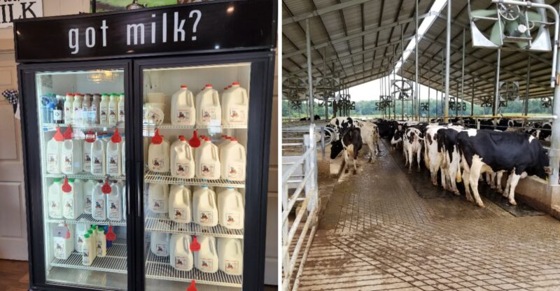 This Georgia Dairy Farm Still Sells Fresh Milk In Old-Fashioned Glass Bottles, Just Like Grandma Remembers