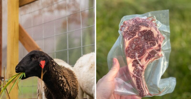 This 100% Grass-Finished Georgia Farm Is Becoming A Destination For Pasture-Raised Meat