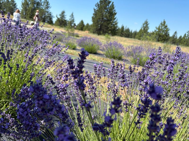 This Idaho Lavender Farm Has Tours, Lavender You Pick Yourself, And A Shop Of Handmade Salves