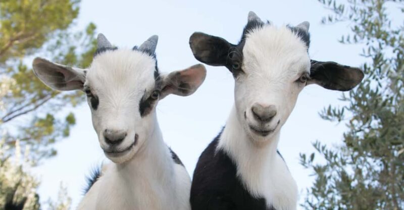Goats Wander Right Up To The Fence At These 8 Idaho Farms That Welcome Visitors