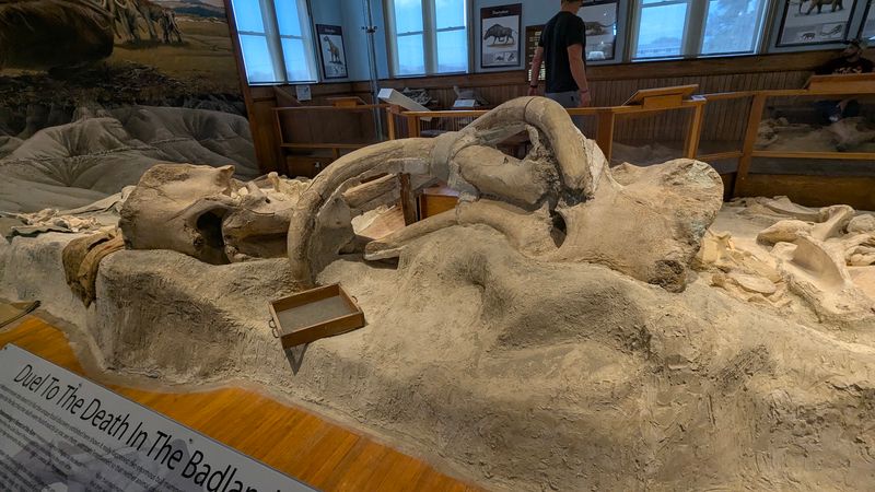 This Nebraska Museum Displays 2 Giant Mammoths That Died With Their Tusks Locked In Battle