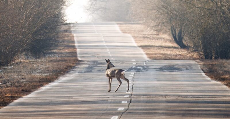 These 10 North Carolina Counties Have The Most Deer-Related Collisions, And Fall Is The Riskiest Season