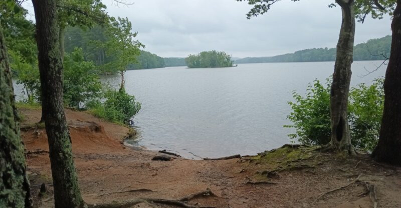 One Of North Carolina’s Largest Lakes Is Fighting An Invasive Plant That’s Taking Over Its Coves