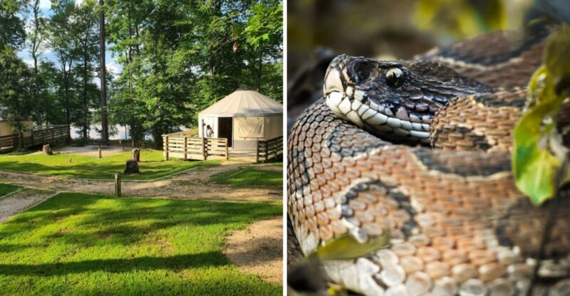 This Enormous Georgia State Park Has Native Copperheads So Hikers Know To Watch Their Step