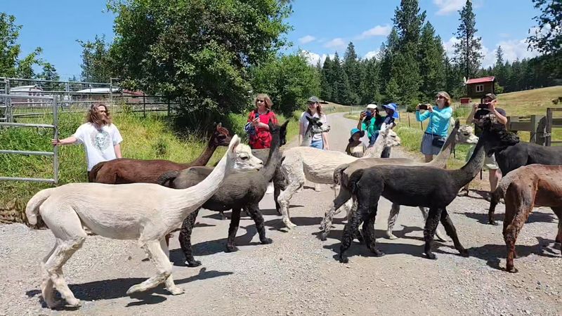 Llamas And Alpacas Greet Every Visitor Who Wanders Through This Idaho Farm Store