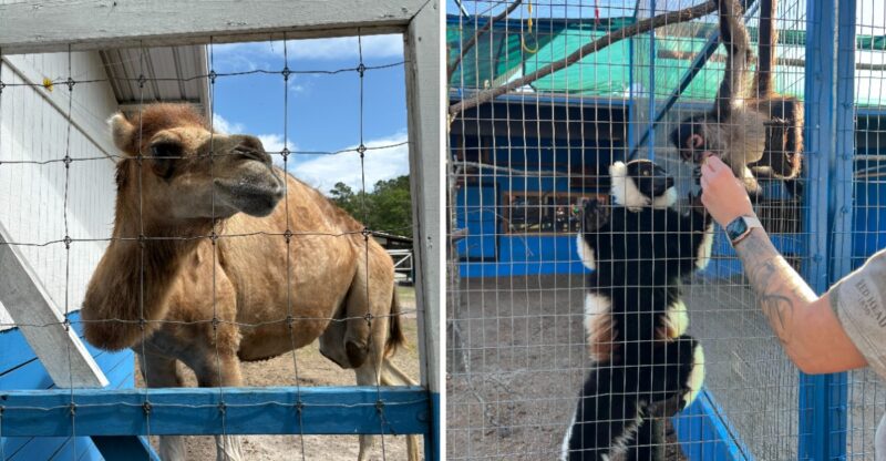 This Georgia Zoo Lets You Get Up Close With Sloths, Camels, And Exotic Animals
