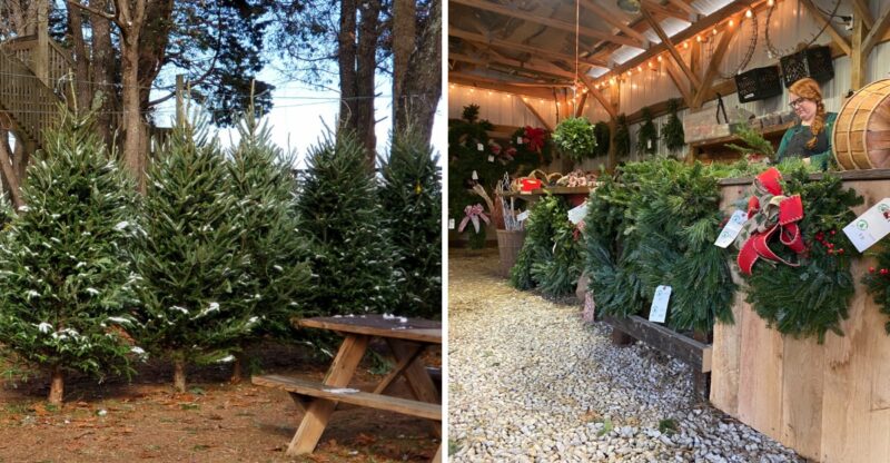 You Can Pick The Perfect Tree Together At These 9 Kentucky Christmas Tree Farms
