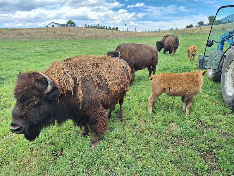 This Idaho Ranch Sells Grass-Fed Bison Straight From The Pasture