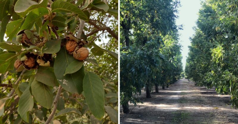 9 California Nut Farms And Suppliers Where You Can Stock Up On Walnuts Or Pecans For Holiday Baking