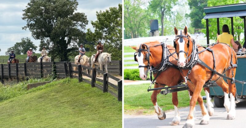 You Can Meet Clydesdales And Other Gentle Giants Up Close At This Kentucky Park
