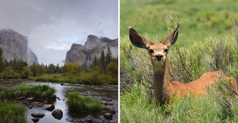 13 California Counties Where Deer Are On The Move During Fall Mating Season