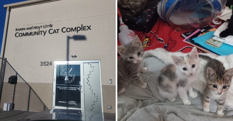 These Kentucky Cat Heroes Have Given Thousands Of Strays A Second Chance At A Better Life