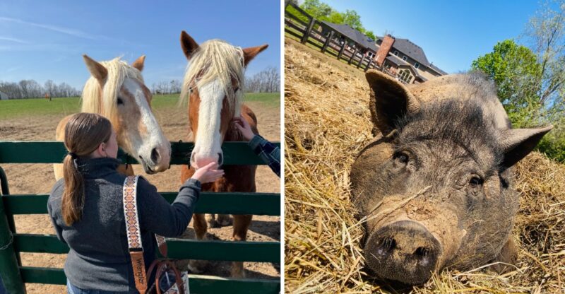 9 Kentucky Animal Rescues And Wildlife Centers Where Every Creature Has A Story