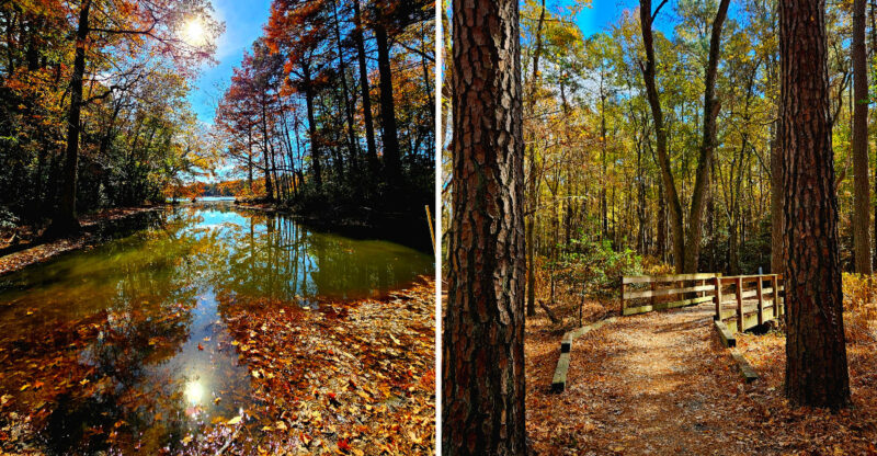 This Delaware State Park Turns Copper And Gold Every Late October