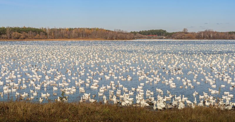 10 North Carolina Lakes And Wildlife Refuges Where Thousands Of Migrating Birds Gather This November