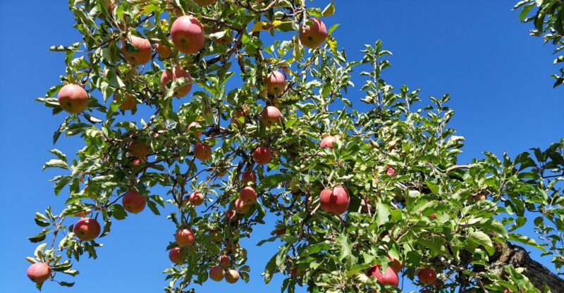 8 Idaho Orchards Where Families Pick Apples Straight Off The Tree Before The October Frost