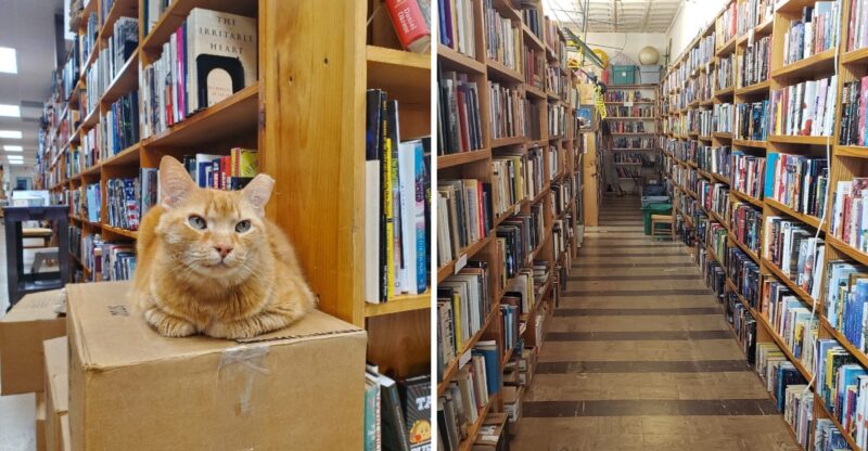 A Resident Cat Guards 30,000 Used Books At This Sprawling North Carolina Bookstore