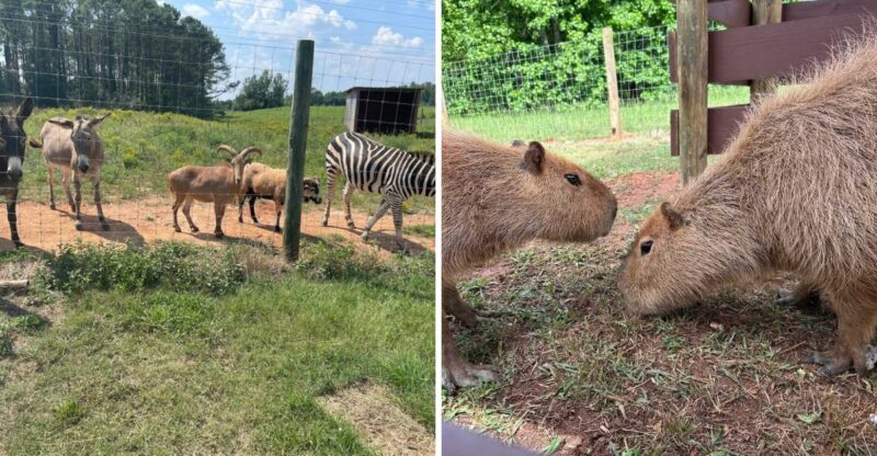 A Wildly Cute Georgia Zoo Lets You Hang Out With Goats, Llamas, And More