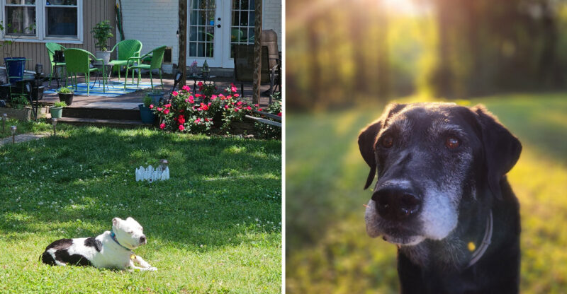 This Tennessee Sanctuary Gives Senior Dogs A Comfortable Place To Spend Their Golden Years