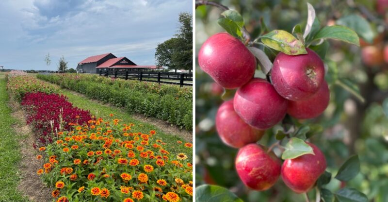 This Kentucky Apple Orchard Was Named The Best Place In The State To Go Apple Picking