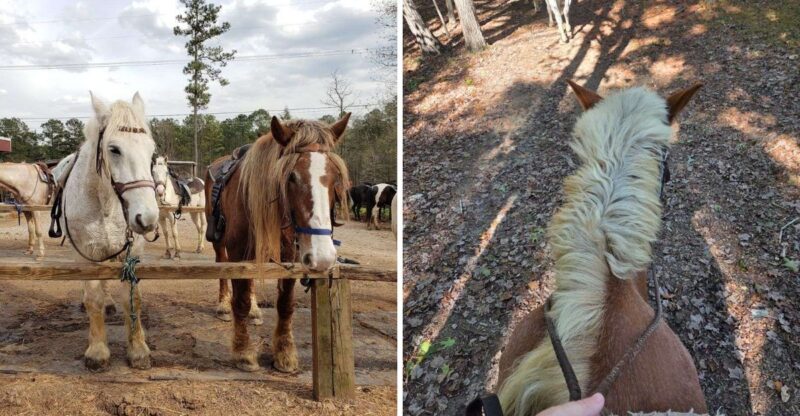 North Carolina Has A Farm With Giant Clydesdales You Can Actually Ride