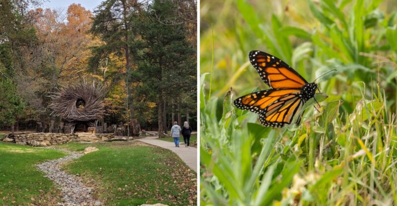This Peaceful Kentucky Forest Turns Into A Monarch Butterfly Haven Every Fall