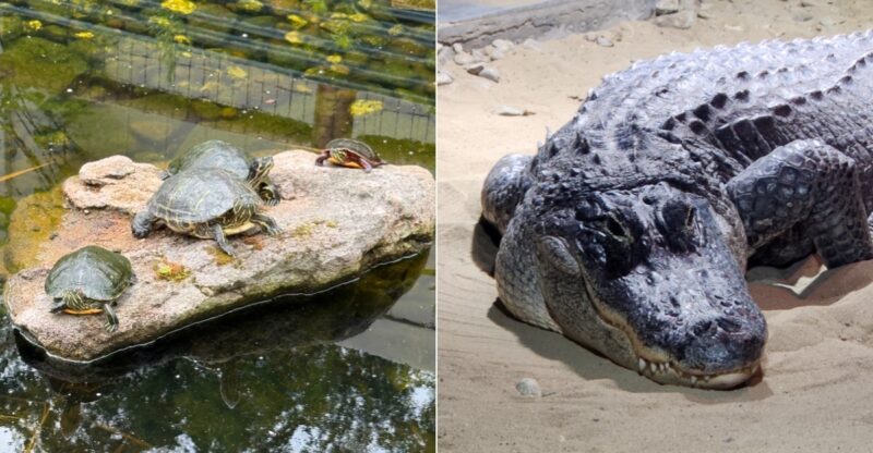 This Connecticut Reptile Center Lets You Meet Rescued Exotic Animals Up Close And Hear Their Incredible Stories