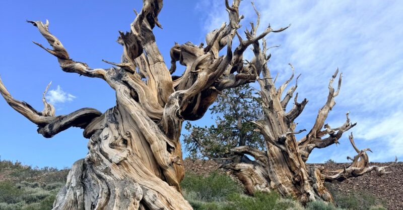 This Remote California Scenic Drive Leads To Trees Older Than The Egyptian Pyramids