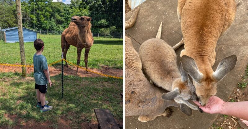 This Magical Kentucky Attraction Lets You Pet Kangaroos And Step Into The Australian Outback