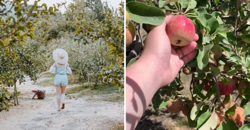 This Tiny California Heritage Orchard Lets You Press Your Own Fresh Apple Cider This Fall