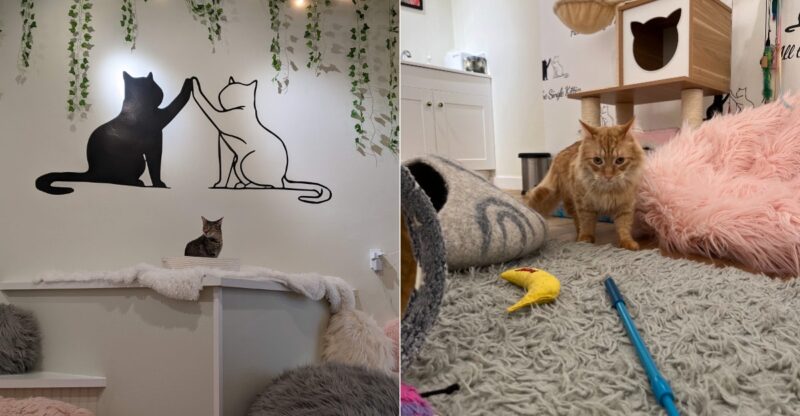 This Connecticut Cat Café Lets You Spend Time With Adorable Rescue Cats And Maybe Find Your New Best Friend