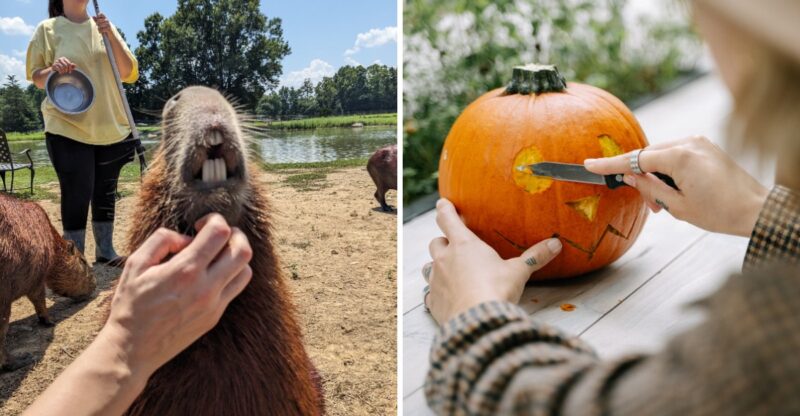 This North Carolina Animal Sanctuary Lets You Pet Capybaras And Even Carve Pumpkins With Them
