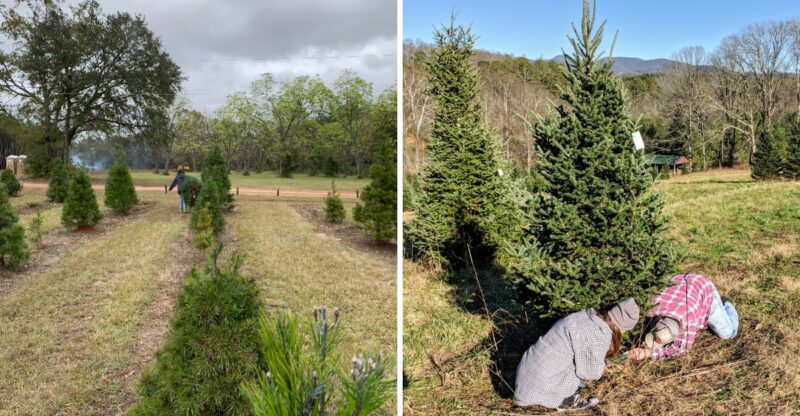 8 Georgia Christmas Tree Farms Where You Can Cut Your Own Tree And Bring It Home