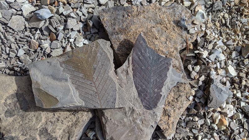 This Hillside Quarry In Idaho Lets Kids Dig For Real Fossils