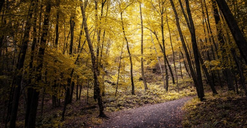 9 Connecticut Hiking Trails Locals Skip This Fall Because The Snakes Are Too Active