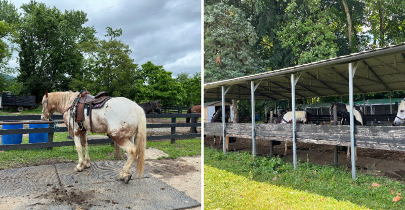 10 Virginia Ranches Where Beautiful Scenery Is Only Part Of The Experience