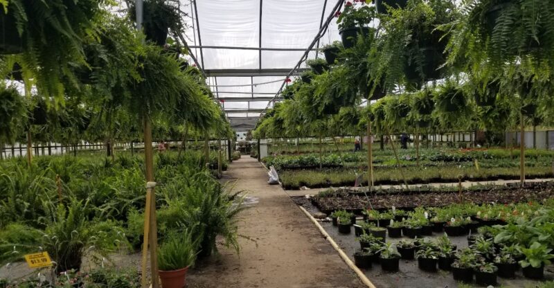 The Massive North Carolina Nursery Where Cash Is Still King And The Prices Feel Stuck In The 90s