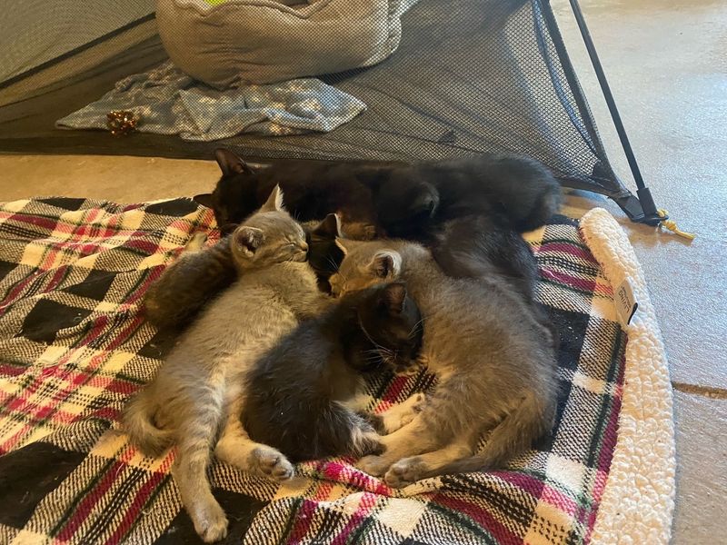 This Nebraska Cat Sanctuary Gives More Than 100 Rescued Cats A Cage-Free Home To Roam