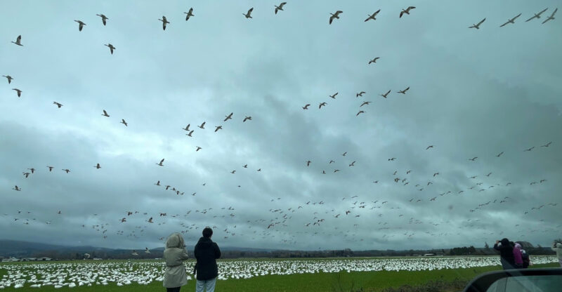 Thousands Of Snow Geese Blanket This Washington Valley Every Fall In A Spectacle You Won’t Forget
