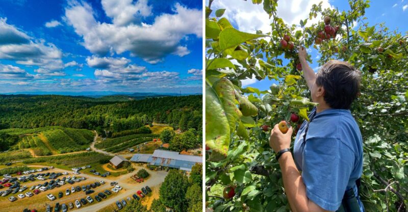 This North Carolina Apple Orchard Was Just Voted One Of The Best In America
