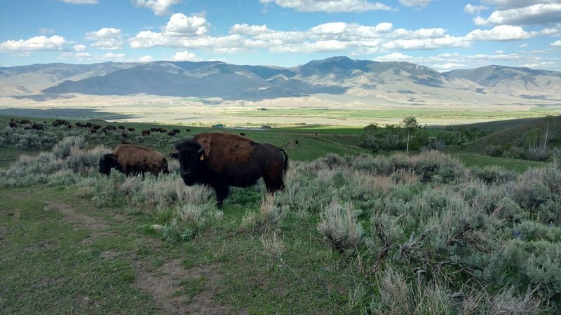 Bison Graze The Pastures At Blackhorn Bison Ranch In Lemhi, Idaho