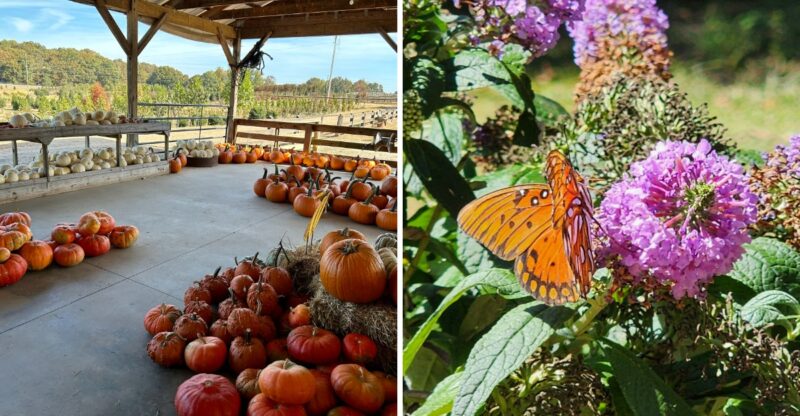 The Massive Georgia Greenhouse Where Plant Lovers Find Rows Of Beautiful Greenery