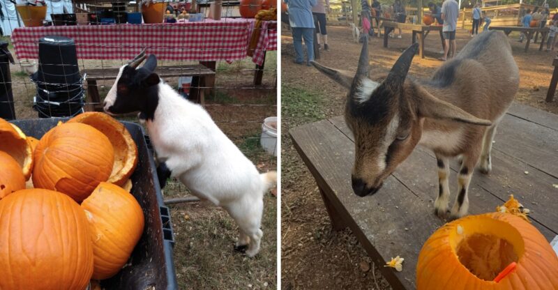 This North Carolina Farm Lets You Carve Pumpkins With Goats That Happily Eat Your Leftovers